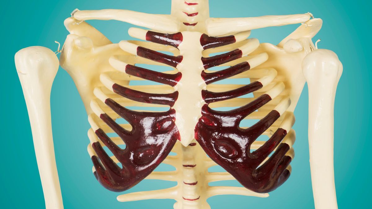 Tak Hanya Melindungi Jantung, Ini Fungsi Tulang Rusuk dan Bagian-Bagiannya