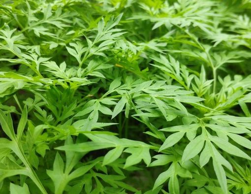 Manfaat Daun Kenikir untuk Ibu Hamil