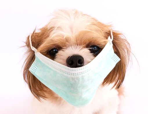 Benarkah Virus Corona Bisa Ditularkan dari Hewan Peliharaan?