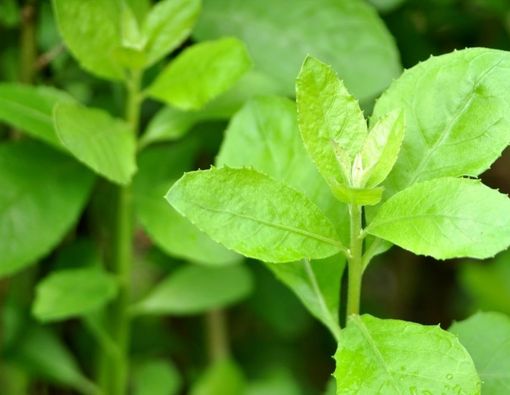 11 Manfaat Daun Beluntas untuk Kesehatan Tubuh