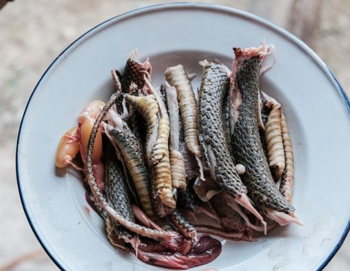 Makanan Ekstrem Ini Digembar-gemborkan Kaya akan Protein, Faktanya?