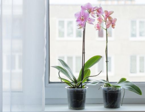 Benarkah Bunga Anggrek di Kamar Bisa Bikin Tidur Lebih Nyenyak?