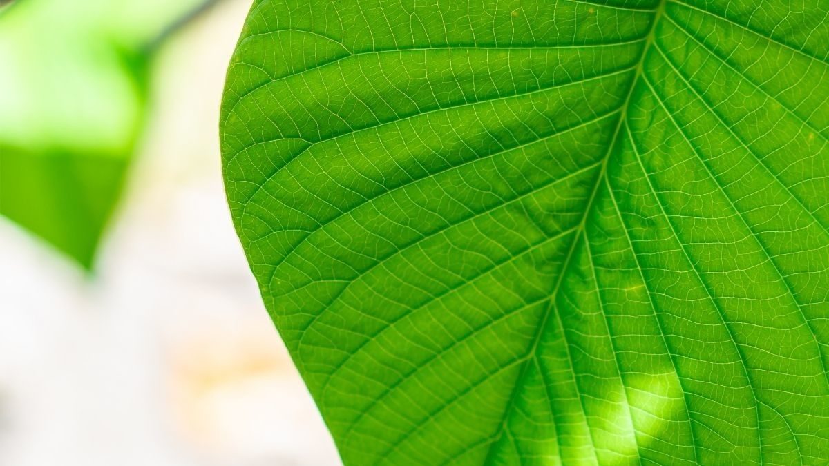 Manfaat Klorofil untuk Mengatasi Jerawat