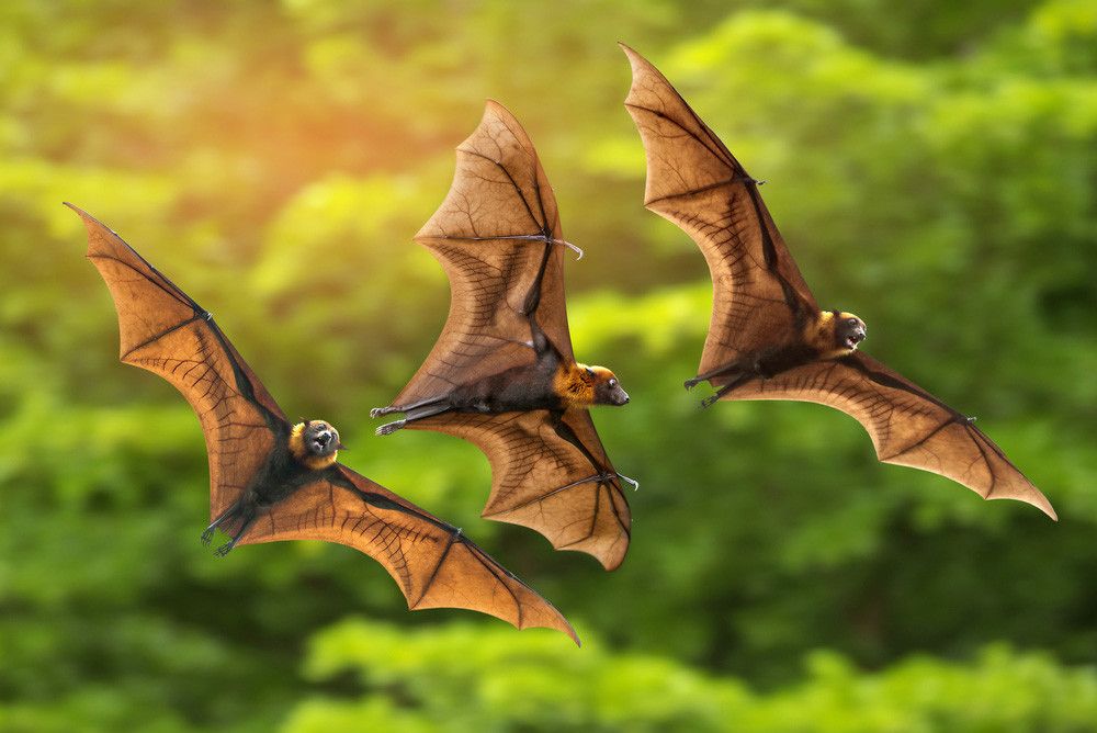 5 Fakta tentang Virus Nipah yang Perlu Anda Tahu (Independent Birds/Shutterstock)