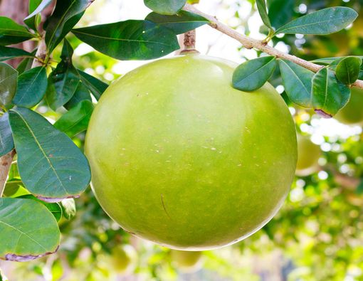 Selain untuk Atasi Flu, Buah Berenuk Dipercaya Dapat Cegah Kanker