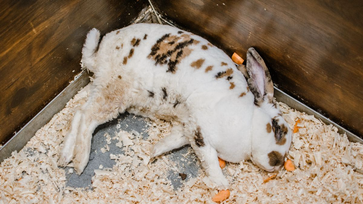 Kenali 8 Ciri-Ciri Kelinci Sakit yang Perlu Kamu Tahu 