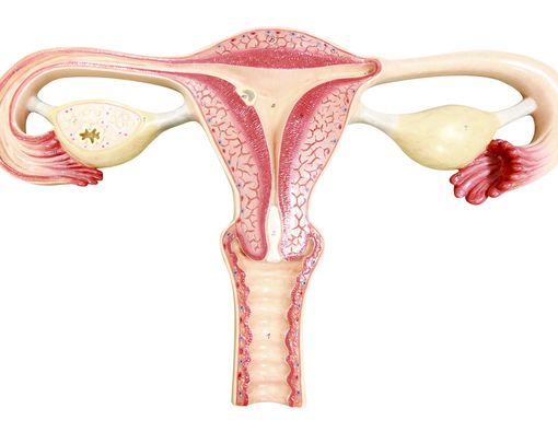 Dapatkan Rahim Sehat dengan Konsumsi 4 Makanan Ini