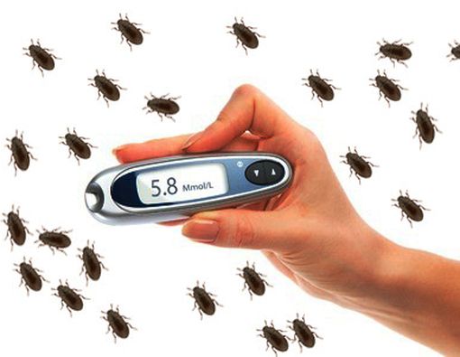 Semut Jepang Dapat Sembuhkan Diabetes?