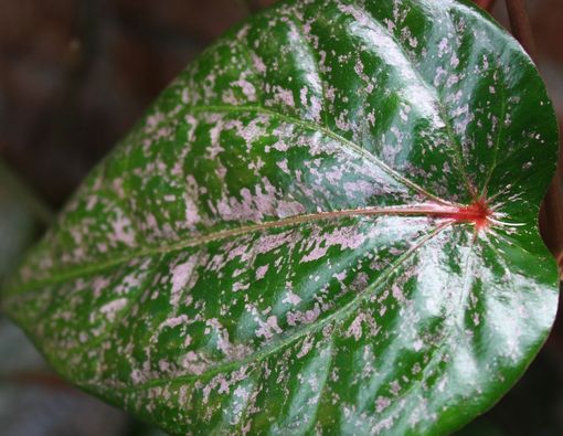 Manfaat Daun Sirih Merah yang Baik untuk Kesehatan Tubuh