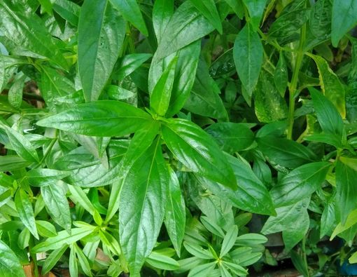 Efek Samping Daun Sambiloto Jika Dikonsumsi Sembarangan