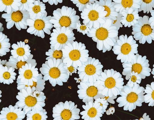 Mengungkap Manfaat Chamomile untuk Kulit Sensitif