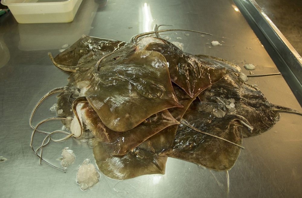 Ketahui Kandungan Gizi Ikan Pari di Sini