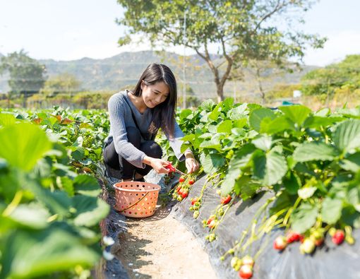 Selamatkan Bumi dengan Diet Planet