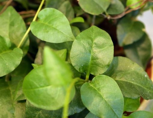 Mengenal Manfaat Daun Binahong untuk Luka Bakar