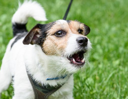 Mengenal Seluk-beluk Penyakit Rabies