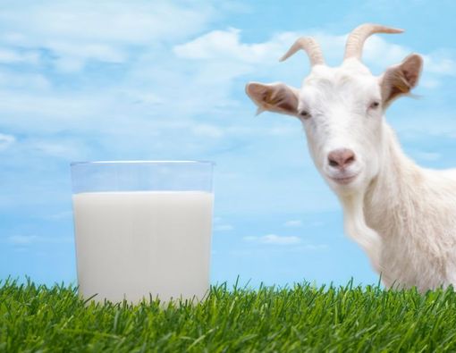 Anak Alergi Susu Sapi, Bolehkah Diberi Susu Kambing?