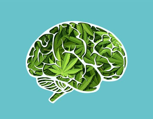 Kenali Efek Buruk Ganja pada Tubuh dan Otak