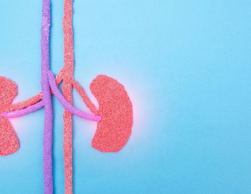 Mengenal Fungsi Lengkung Henle dalam Anatomi Ginjal