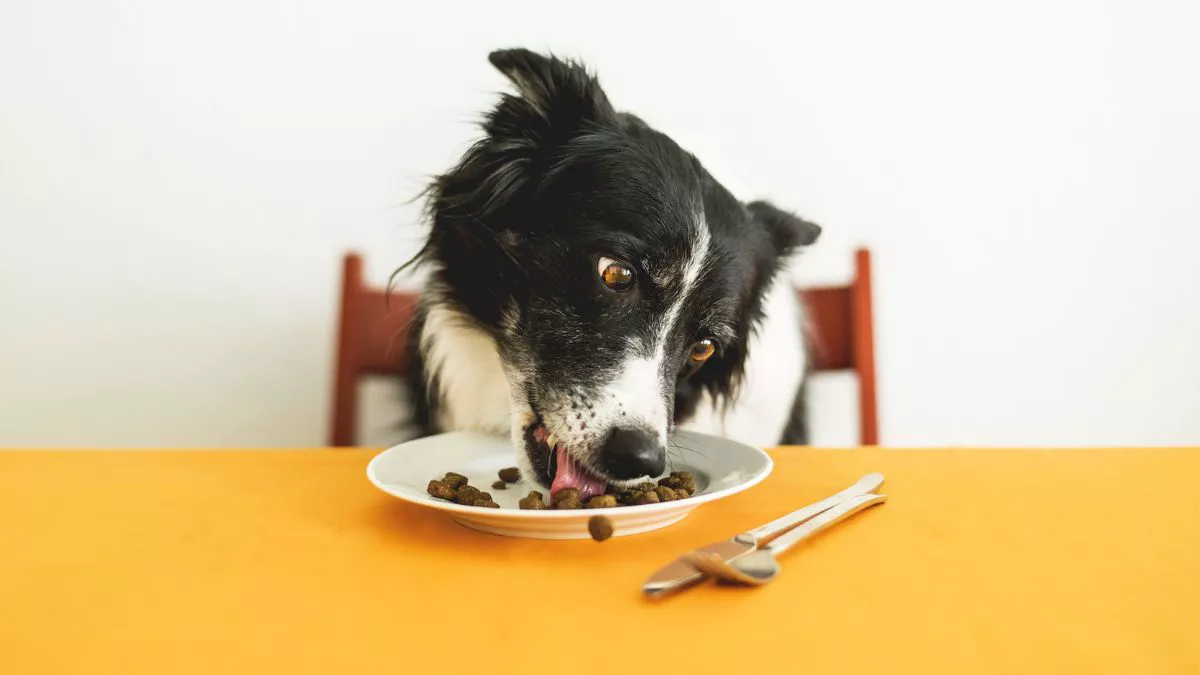 14 Makanan yang Baik untuk Kesehatan Anjing