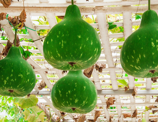 12 Manfaat Labu Air untuk Kesehatan Tubuh