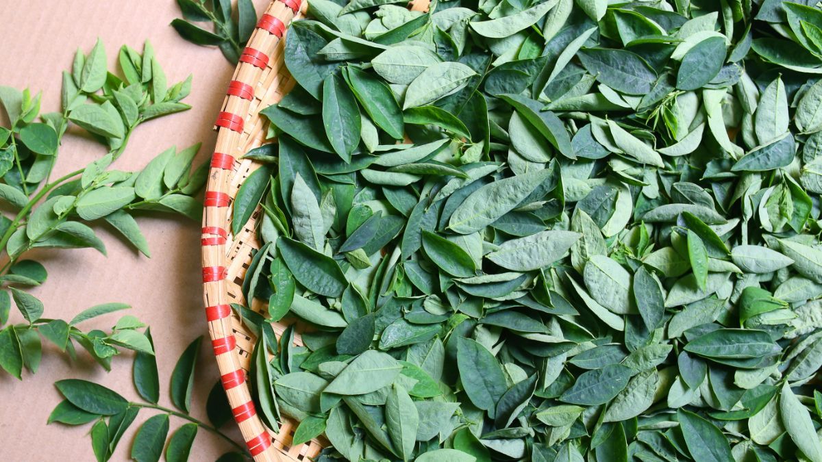 13 Manfaat Daun Katuk untuk Kesehatan, Sumber Serat dan Vitamin!