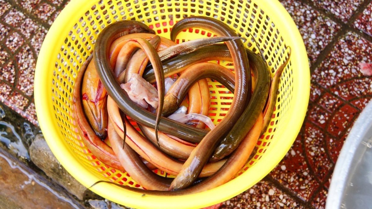 Manfaat Makan Belut untuk Ibu Hamil