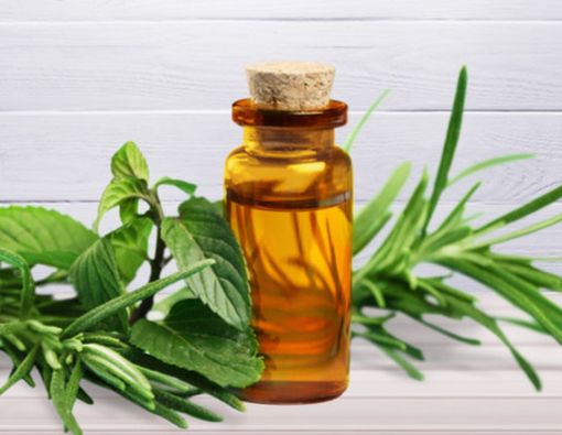 Kenali Manfaat Tea Tree Oil untuk Kesehatan