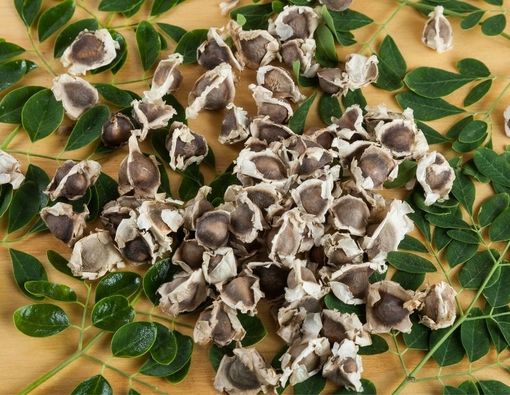 Sederet Manfaat Biji Kelor untuk Kesehatan Tubuh Anda