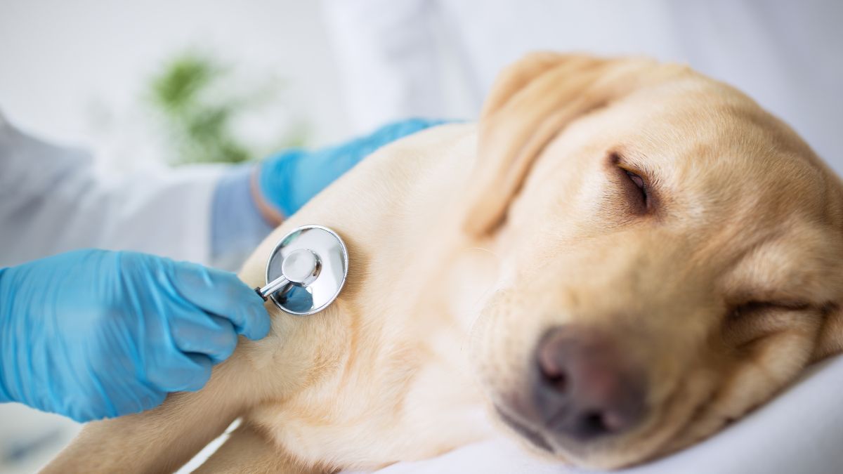 Ketahui Ciri, Penyebab dan Cara Mengatasi Jamur pada Anjing