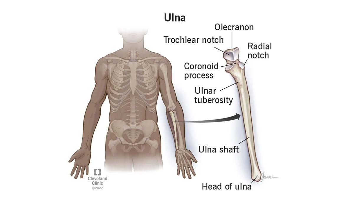 Mengenal Bentuk Tulang Hasta
