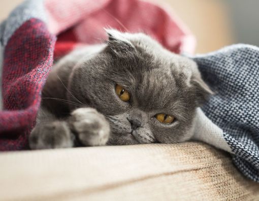 Cara Mengobati Kucing Flu