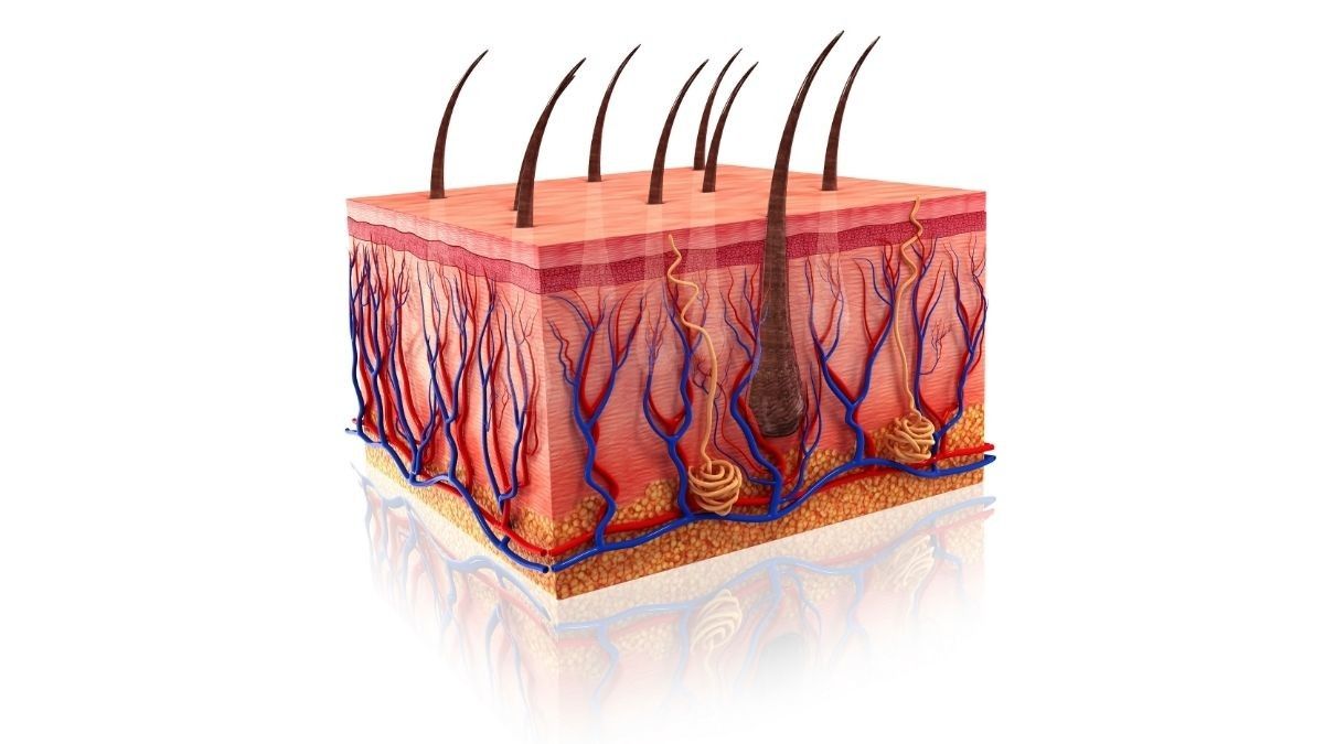 Mengenal Lapisan Pelindung Kulit pada Epidermis