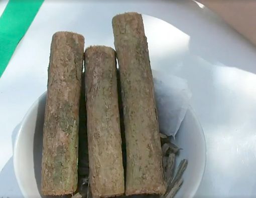 Benarkah Kayu Bajakah Bisa Mengobati Kanker?