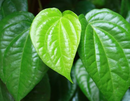 Jangan Gunakan Air Sirih untuk Mengobati Mata! Ini Bahayanya