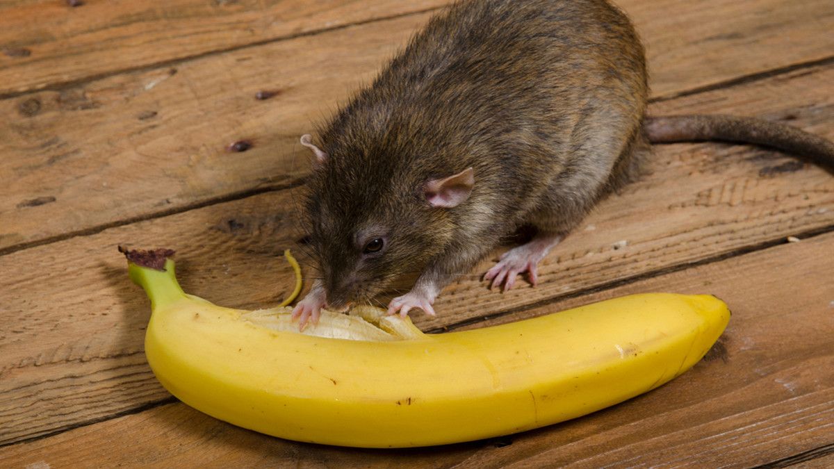 Awas, Ini 7 Penyakit yang Disebabkan oleh Tikus - KlikDokter