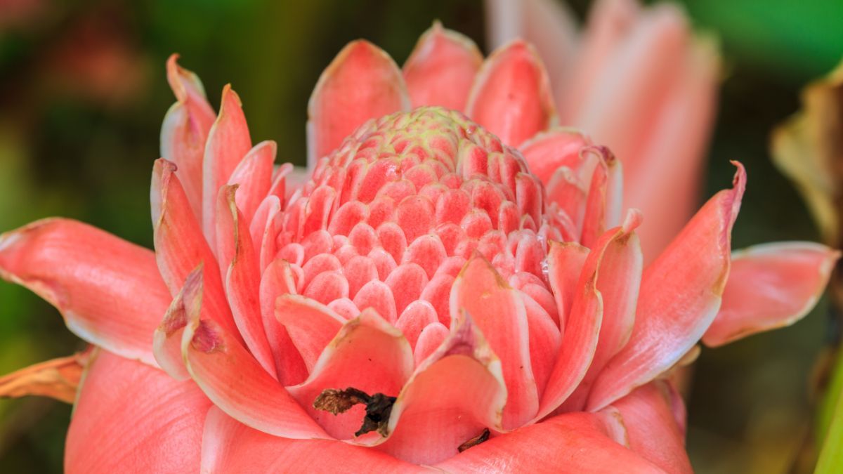 10 Manfaat Sehat dari Kecombrang untuk Tubuh