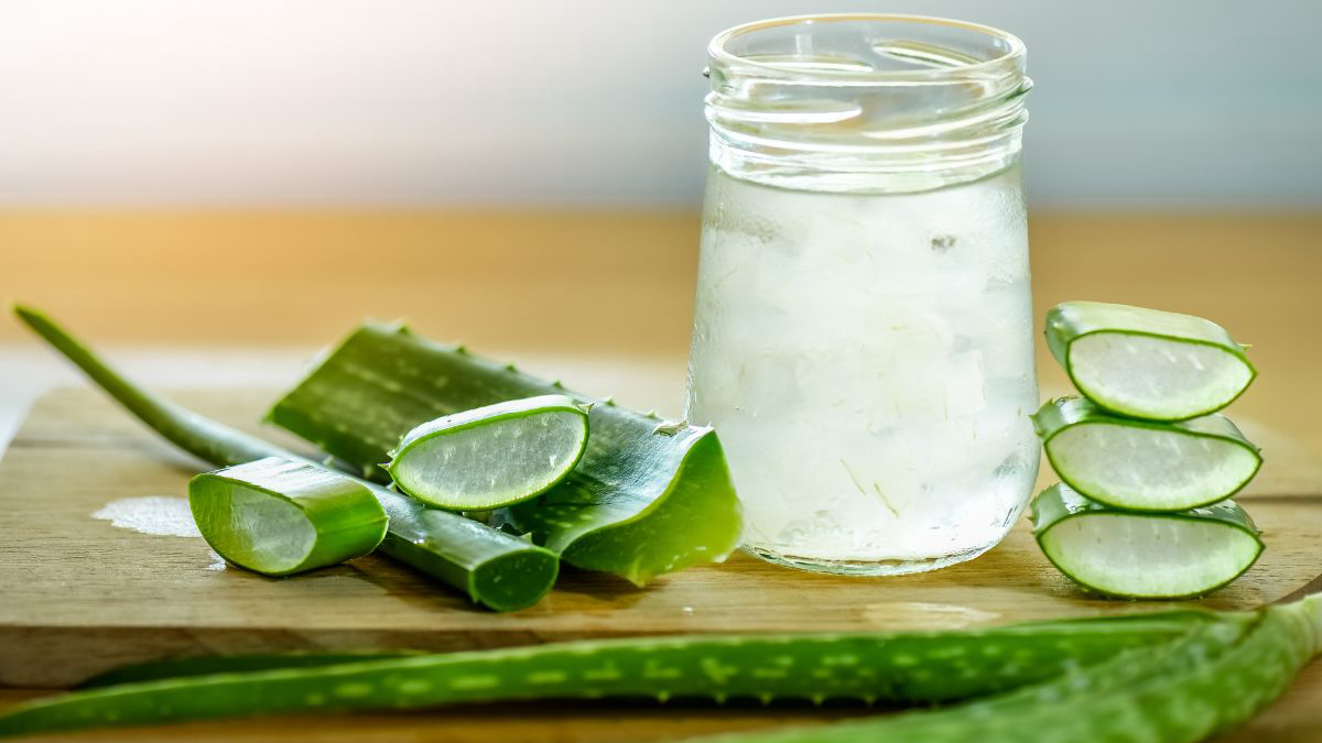 Lidah Buaya 