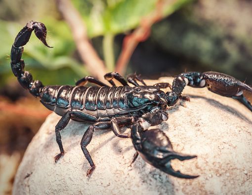 Racun Kalajengking, Benarkah Berguna untuk Kesehatan?