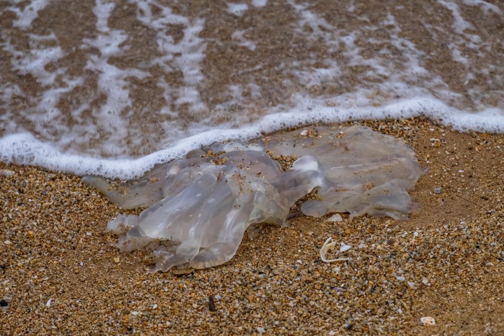 Disengat Ubur-Ubur di Pantai? Segera Lakukan Ini!