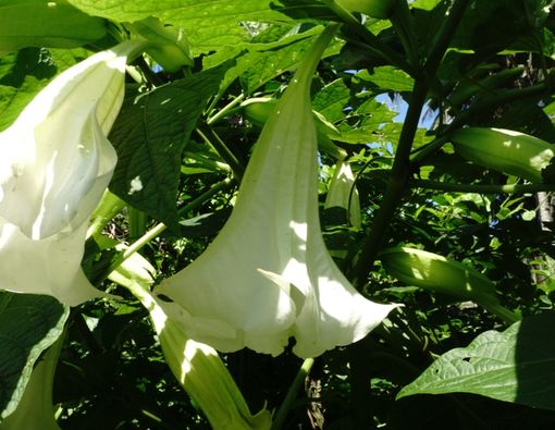 5 Manfaat dan Bahaya Kecubung untuk Kesehatan