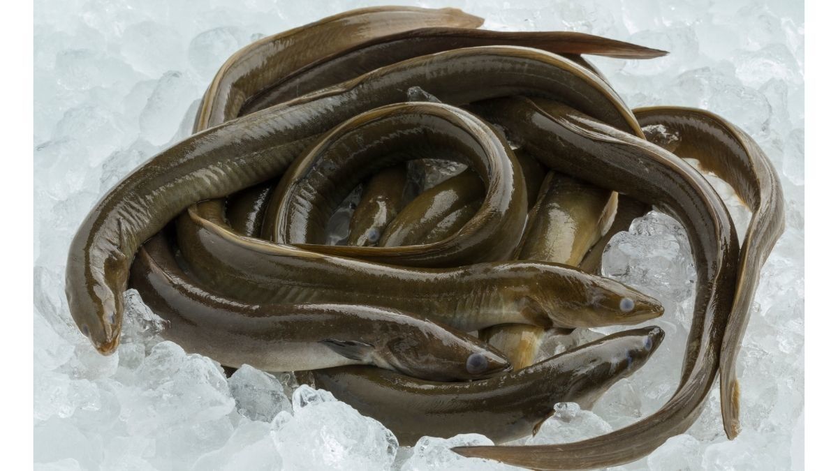 Ini Manfaat Belut untuk MPASI Bayi