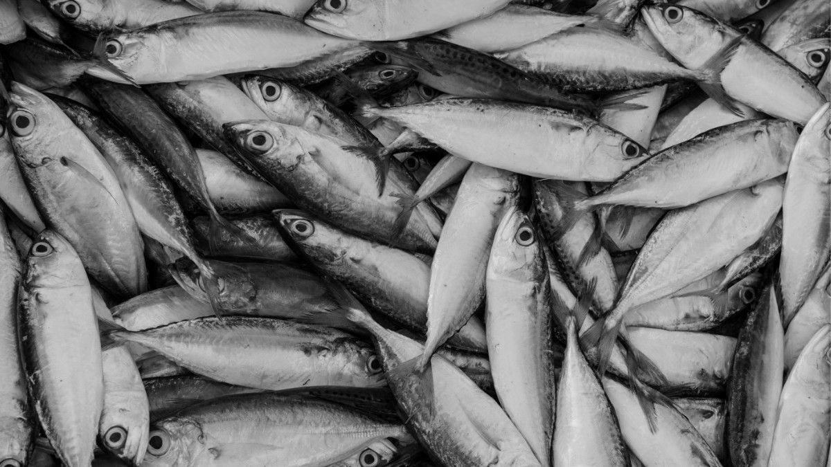 Makan Ikan Bisa Jadi Solusi Gizi Buruk di Indonesia