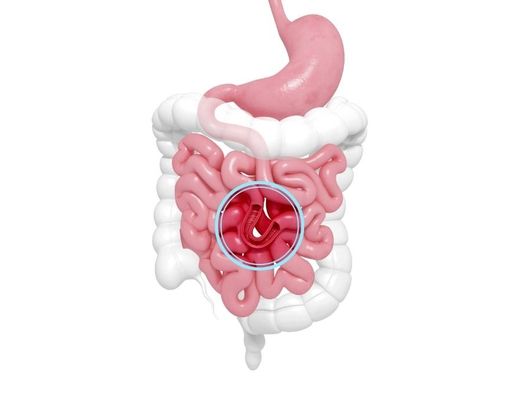 Wajib Tahu, Ini Fungsi Usus Halus untuk Kesehatan Anda