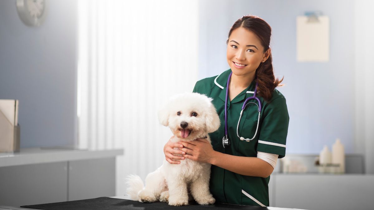 Cara Mengobati Anjing Demam