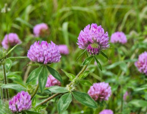 Semanggi Merah Dapat Kurangi Gejala Menopause, Benarkah?