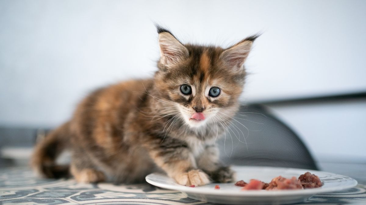 15 Rekomendasi Makanan Anak Kucing