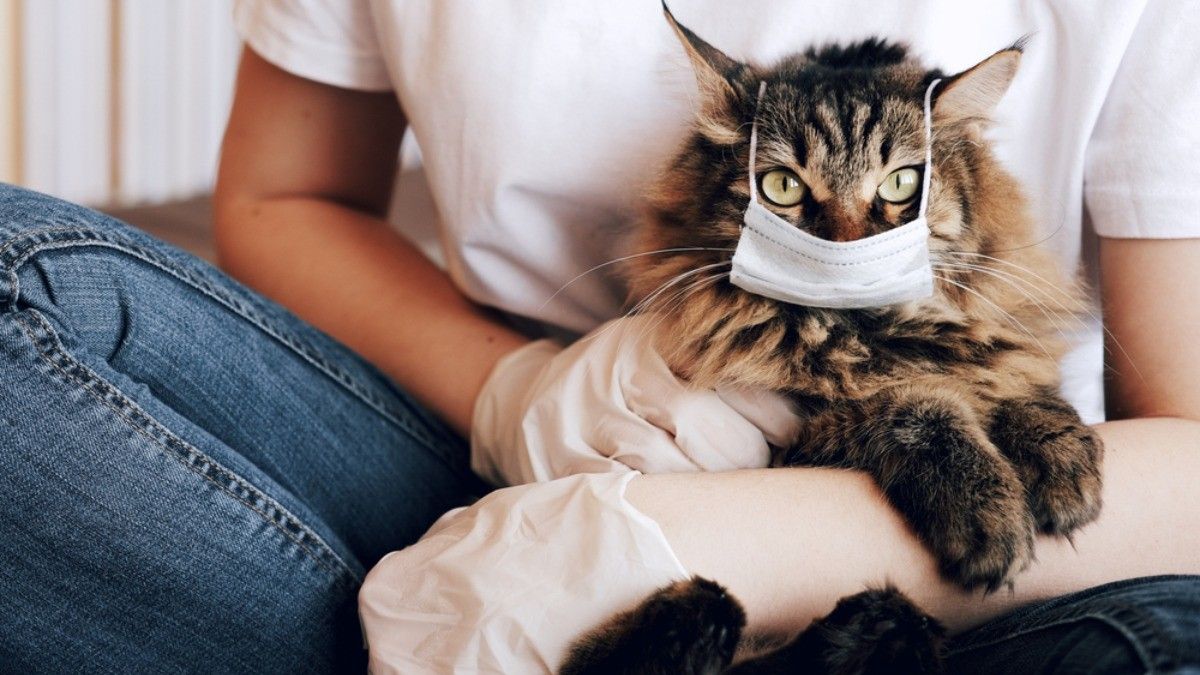 Seekor Kucing di Belgia Tertular COVID-19 dari Pemiliknya, kok Bisa?