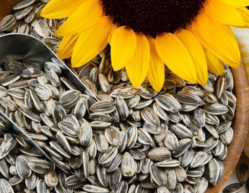 Manfaat Ngemil Kuaci untuk Ibu Hamil