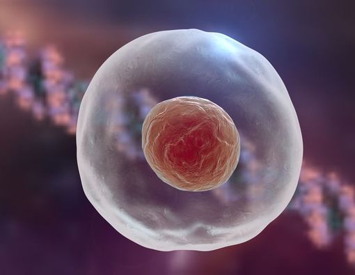 Terapi Stem Cell dan Kontroversi yang Menyelimutinya