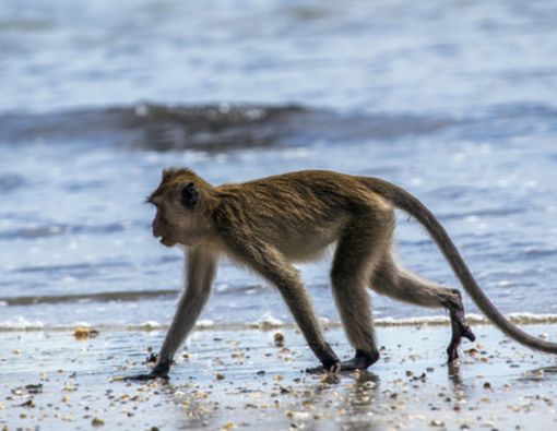 Tanda-tanda Malaria Monyet yang Harus Anda Ketahui